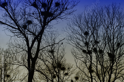 Birds nest in treetop © petaran