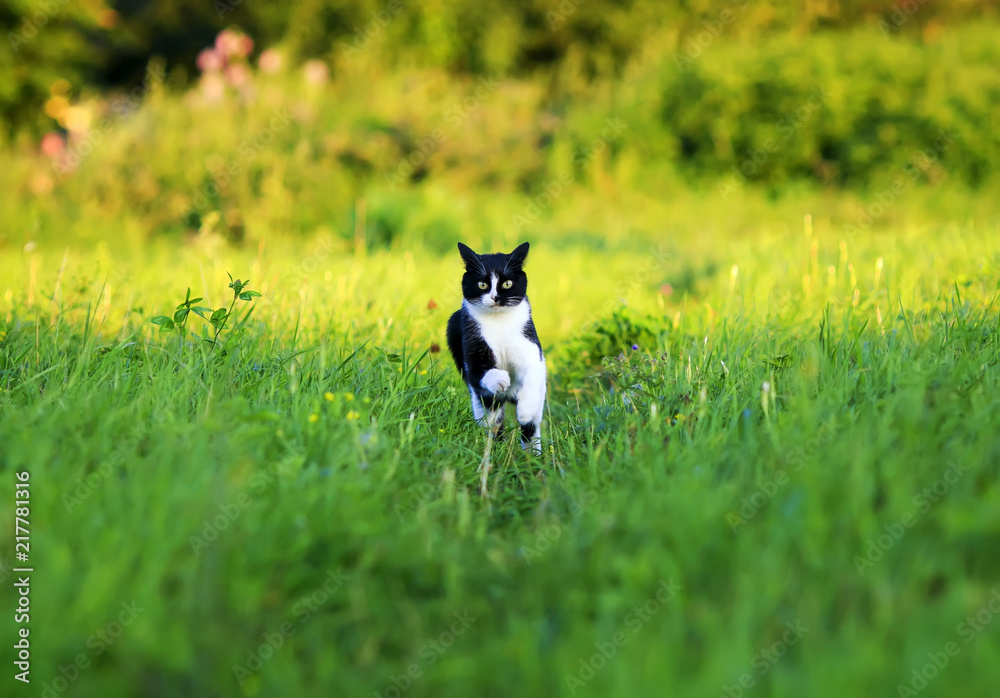 young beautiful cat is fun and fast running on green meadow in summer Park