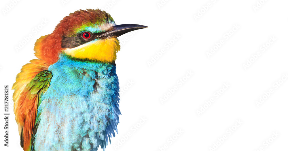 Obraz premium exotic bird with feathers sticking out to the side isolated on white