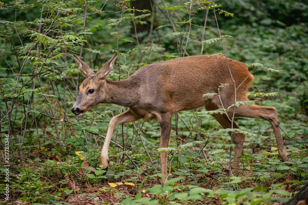 Roe deer in forest, Capreolus capreolus. Wild roe deer in nature. Roe deer in forest, Capreolus capreolus. Wild roe deer in nature.