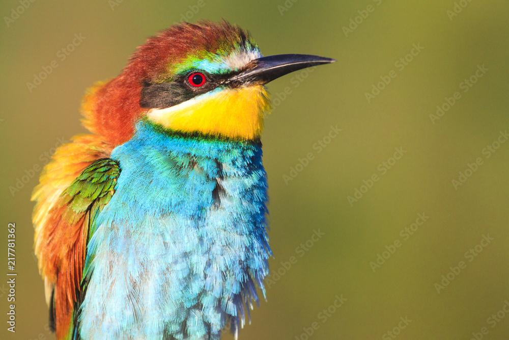 exotic bird with feathers sticking out to the side