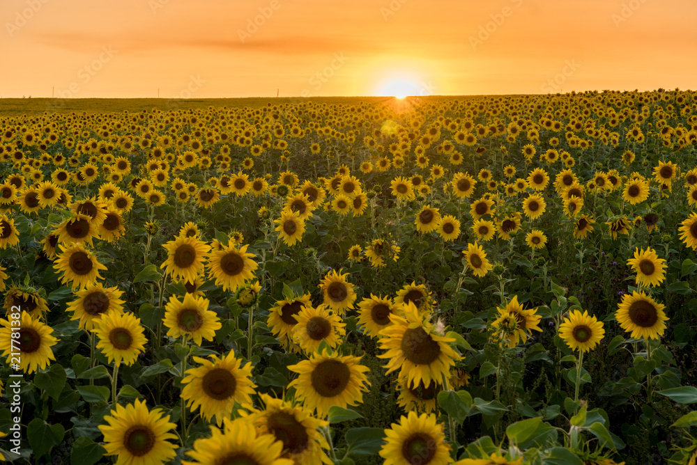 Naklejka premium Field of sunflowers at sunset. Russian fields. Russian landscape. Ryazan region. 