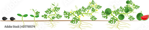 Life cycle of watermelon plant. Stages of watermelon growth from seed and sprout to harvest
