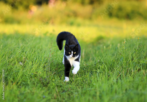 beautiful cat is cheerfully and quickly runs along a green juicy meadow on a ...