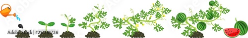Life cycle of watermelon plant. Stages of watermelon growth from seed and sprout to harvest