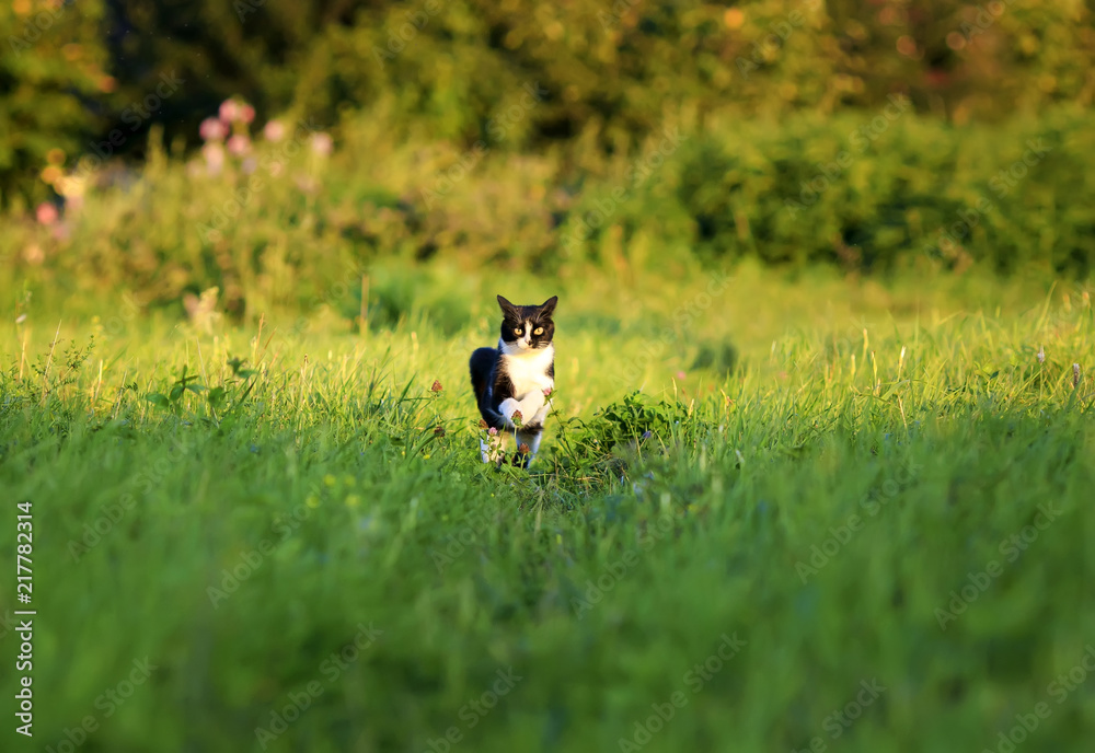 a young beautiful cat is cheerfully and quickly runs along a green juicy meadow on a sunny  spring day
