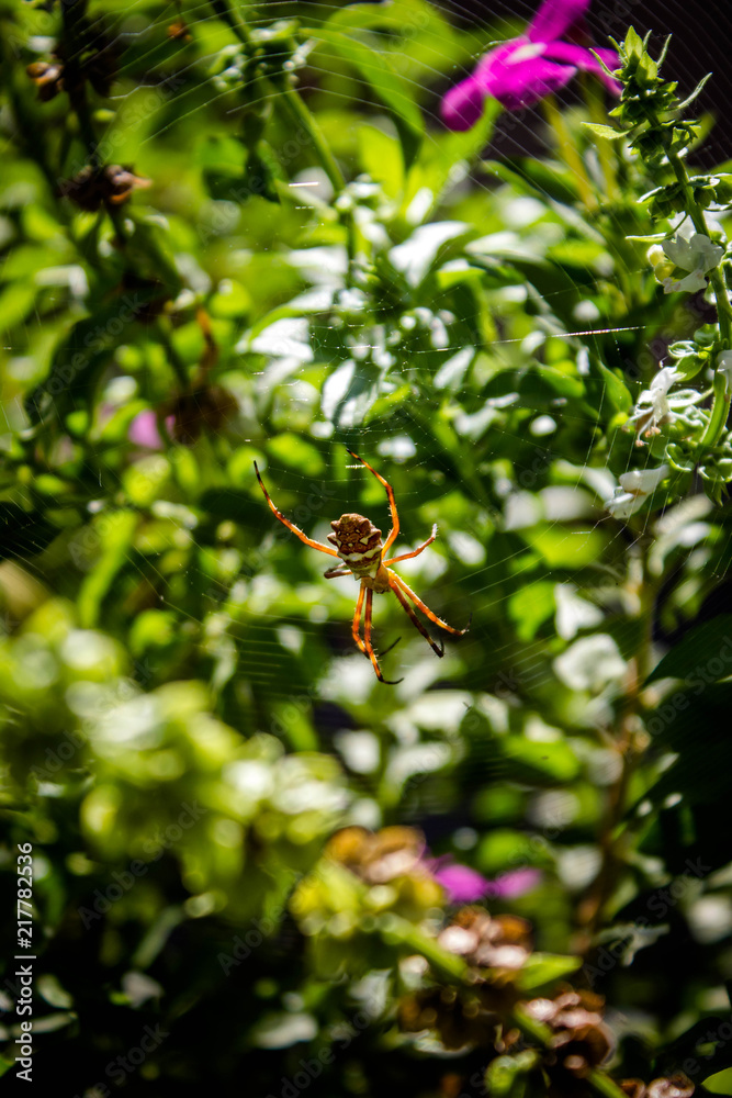 Aranha Aranha