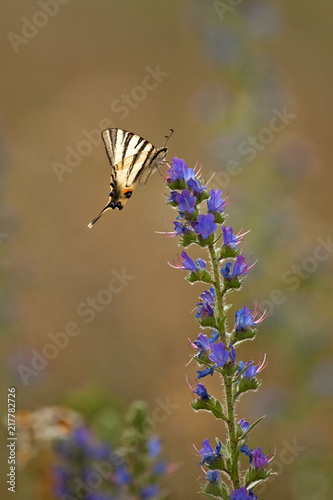 scarce swallowtail, Iphiclides podalirius, butterfly 