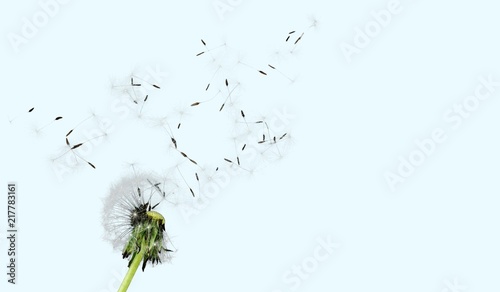 Fototapeta Naklejka Na Ścianę i Meble -  Dandelion with blowing seeds, on  background