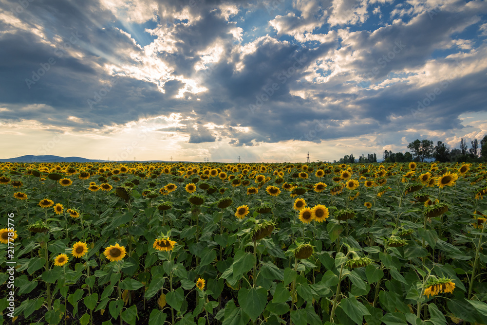 Obraz premium Sunflower field at sunset.