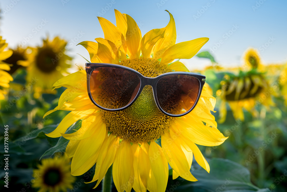 Naklejka premium Sunflower in sunglasses. Russian field. Autumn. Ryazan region. Russia. 