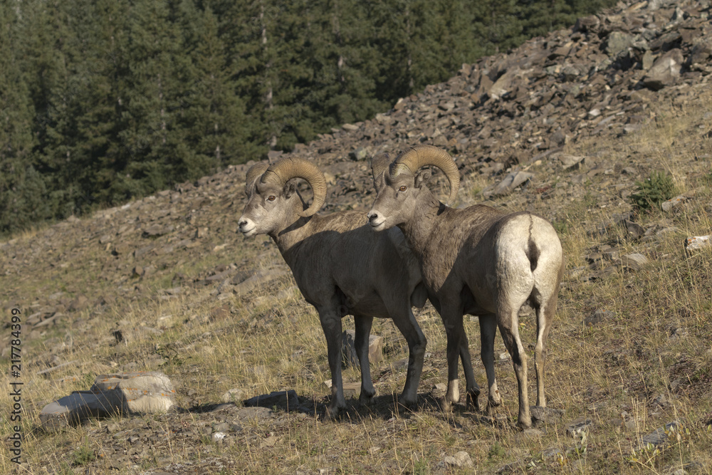 Pair of Rocky Mountain Sheep rams on slope in Alberta Pair of Rocky Mountain Sheep rams on slope in Alberta