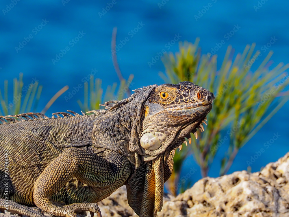 Fototapeta premium Iguana by the Ocean