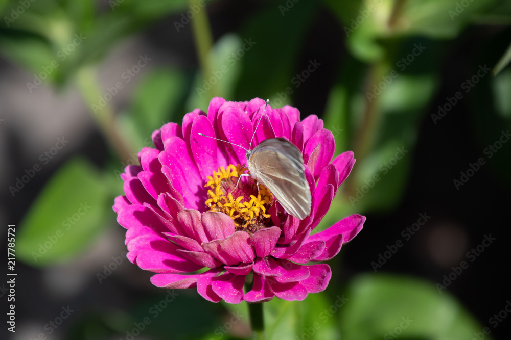 schmetterling schmetterling