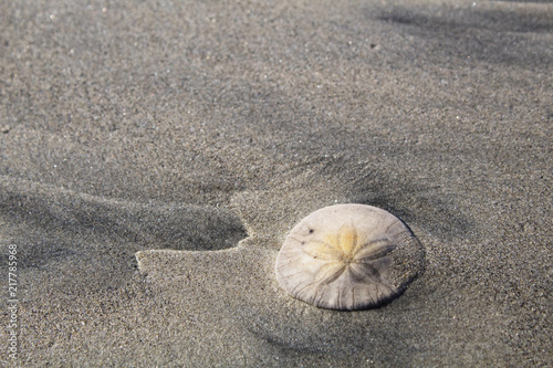Sand dollar left by the tide