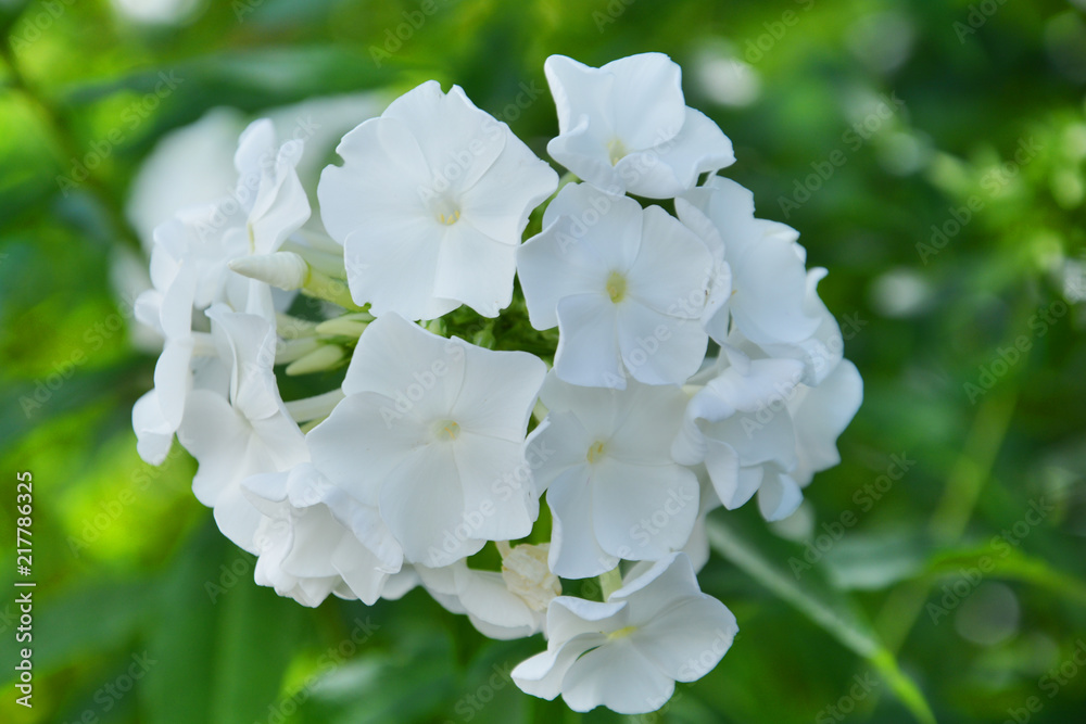 phloxes, phlox, background, backdrop, flower, pink, nature, plant, garden, blossom, green, spring, flora, flowers, floral, rose, bloom, orchid, beauty, purple, summer, macro, beautiful, petal, leaf, r phloxes, phlox, background, backdrop, flower, pink, nature, plant, garden, blossom, green, spring, flora, flowers, floral, rose, bloom, orchid, beauty, purple, summer, macro, beautiful, petal, leaf, r