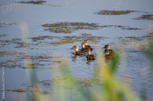 Ducklings Swimming Pond 15