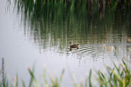 Single Duckling Swimming Pond 