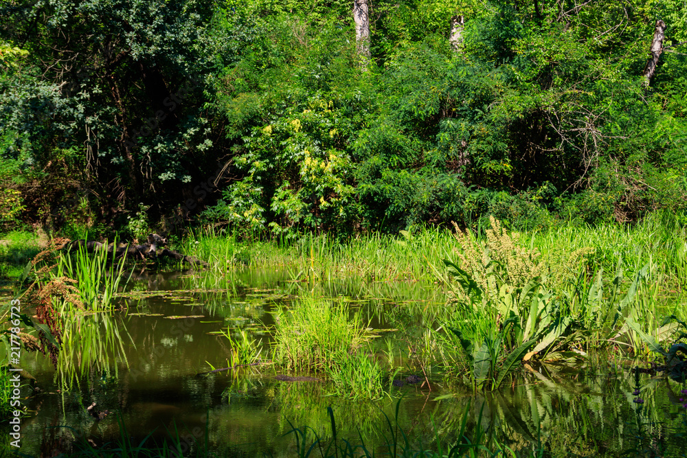 Swamp in the green deciduous forest at summer