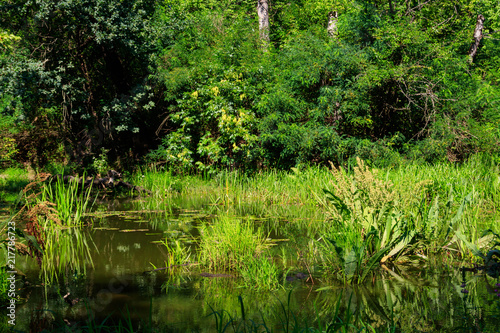 Fototapeta Naklejka Na Ścianę i Meble -  Swamp in the green deciduous forest at summer