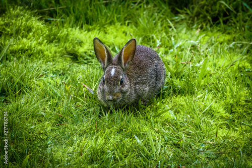 A wild rabbit eating grass