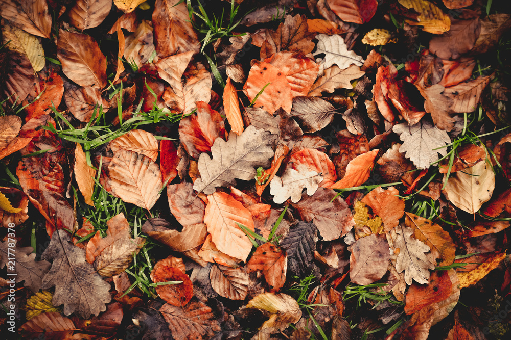 Colored wet autumnal leaves