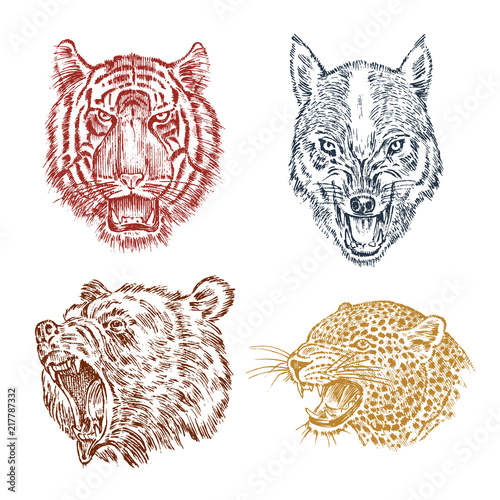 The face of brown grizzly bear, leopard and jaguar. Portrait of the wolf. Jaws of the tiger. Head of wild animal. Angry roar of a predator. Badge or emblem. Engraved hand drawn Vintage sketch.