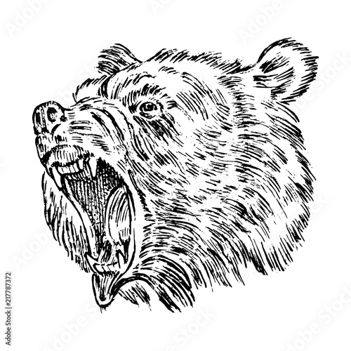 Portrait of Grizzly Bear. head of a wild animal. angry roar of a predator. Badge or emblem Vector illustration. Engraved hand drawn old monochrome Vintage sketch.