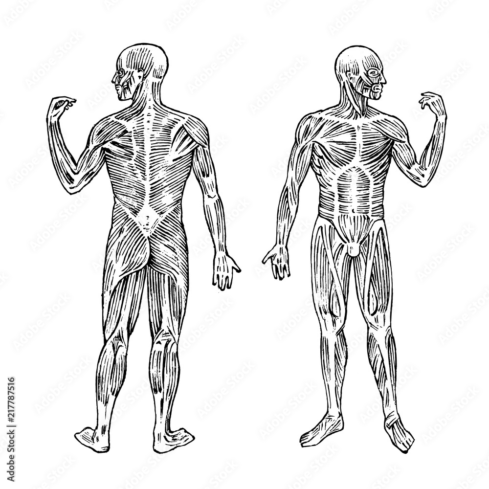 Human anatomy. Muscular and bone system. Male body Vector illustration ...