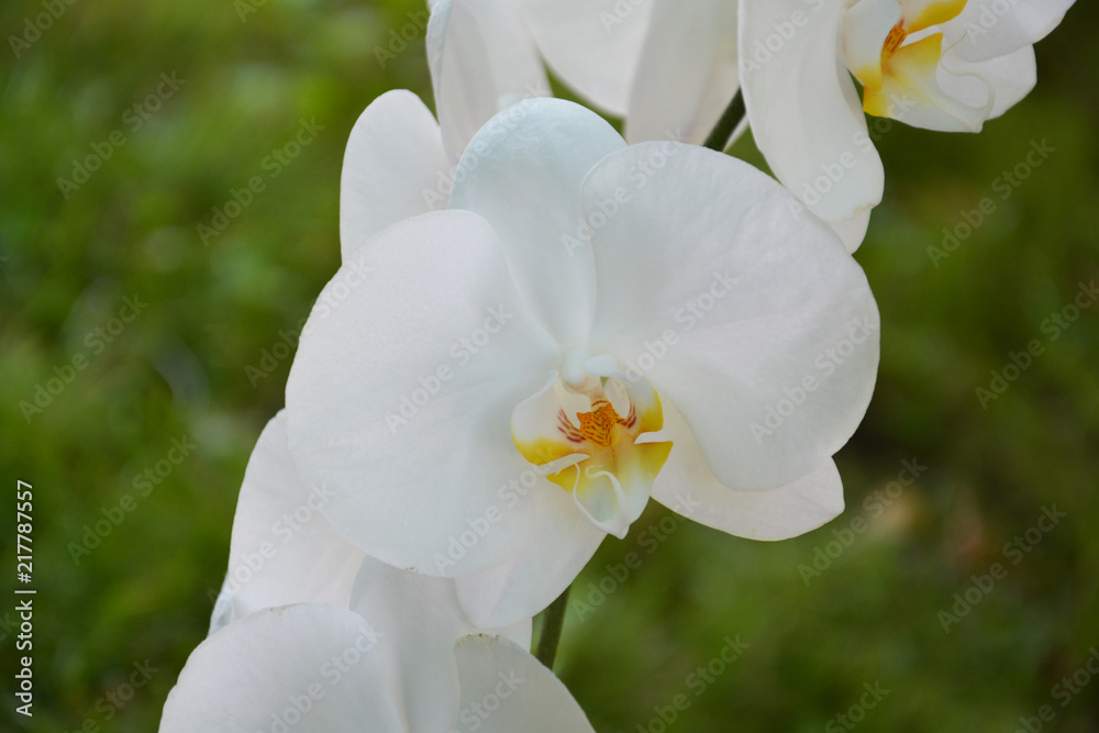 Obraz premium orchid, flower, white, spring, nature, plant, bloom, blossom, green, garden, flowers, beautiful, orchid, beauty, petal, yellow, floral, blooming, summer, macro, apple, flora, pink, leaf, petals, close