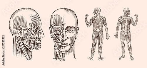 Human anatomy. Muscular and bone system of the head. Medical Vector illustration for science, medicine and biology. Male face Engraved hand drawn old monochrome Vintage sketch. Front and Profile view.