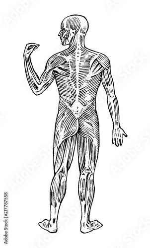 Human anatomy. Muscular and bone system. Male body Vector illustration for science, medicine and biology. Musculature and organs Engraved hand drawn old monochrome Vintage sketch. Posterior view.