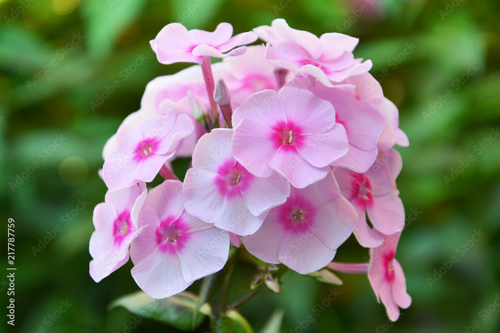 Obraz premium phloxes, phlox, background, backdrop, flower, pink, nature, plant, garden, blossom, green, spring, flora, flowers, floral, rose, bloom, orchid, beauty, purple, summer, macro, beautiful, petal, leaf