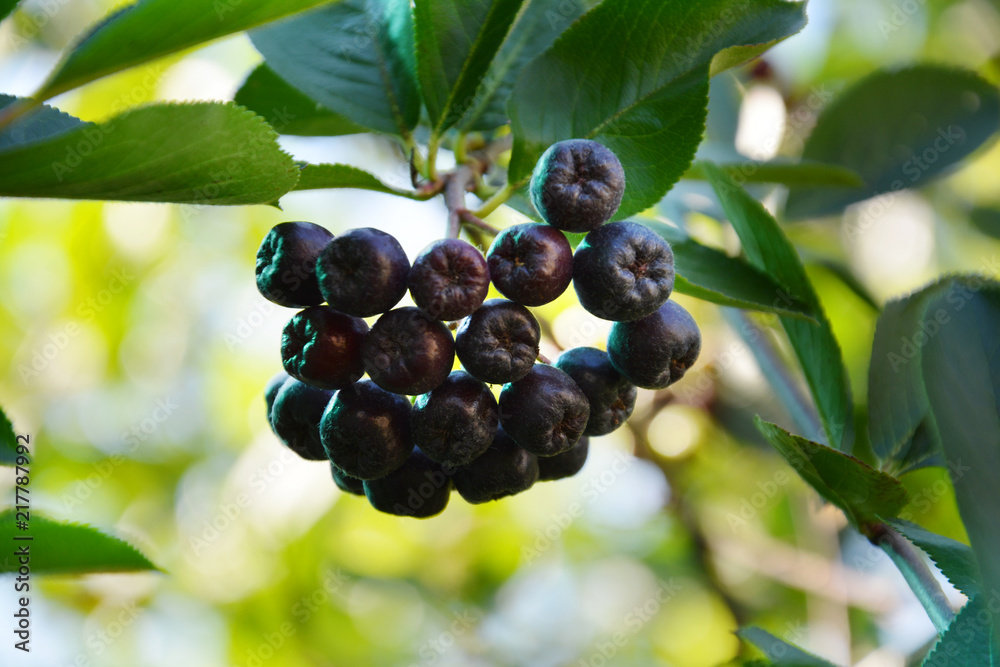 Rowan, ashberry, fruit, grape, berry, green, vine, ripe, bunch, food, vineyard, grapes, leaf, wine, agriculture, plant, red, nature, branch, black, berries, garden, blue, healthy, fresh, tree Rowan, ashberry, fruit, grape, berry, green, vine, ripe, bunch, food, vineyard, grapes, leaf, wine, agriculture, plant, red, nature, branch, black, berries, garden, blue, healthy, fresh, tree
