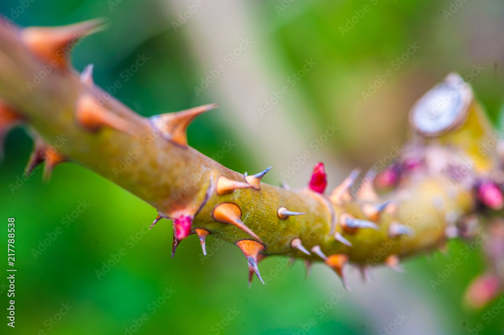 A branch or a rosebush, full of pointed sharp colourful thorns, on a blurry background A branch or a rosebush, full of pointed sharp colourful thorns, on a blurry background
