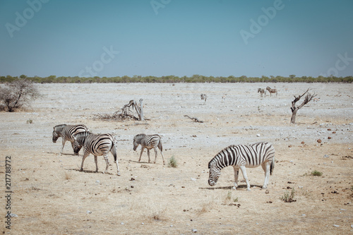 Zèbre Parc national Etosha en Namibie Safari 