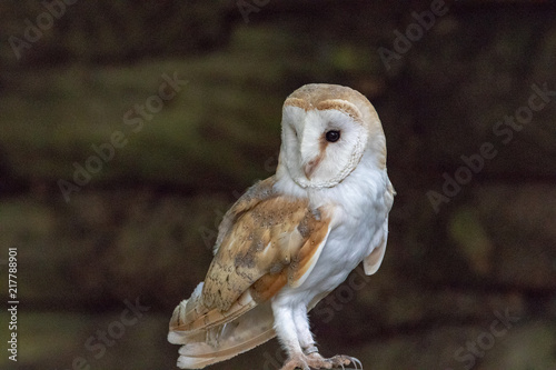 Barn Owl