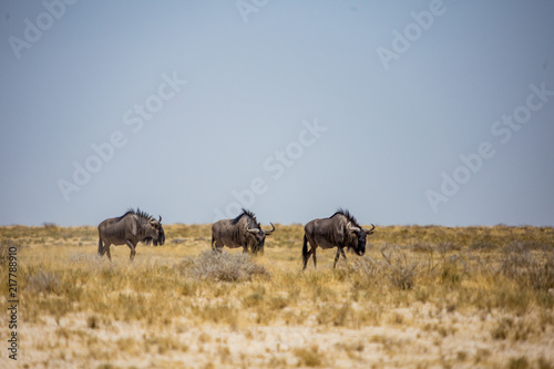 Gnou Parc national Etosha en Namibie Safari  © Loïc Bourgeois
