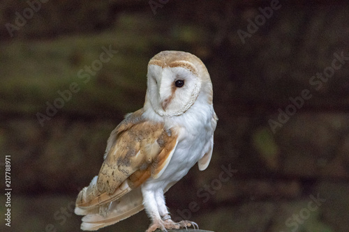 Barn Owl