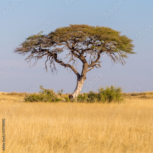 arbre savane Namibie nature désert safari photo