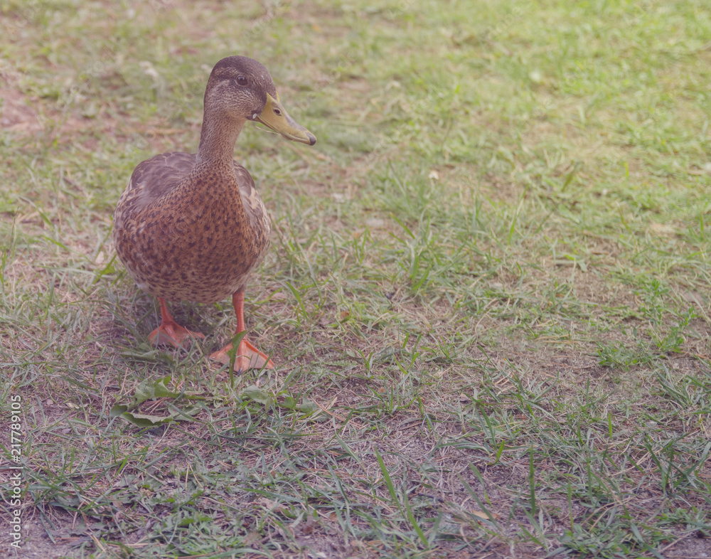 Ducks feeding with bread in the city park Ducks feeding with bread in the city park