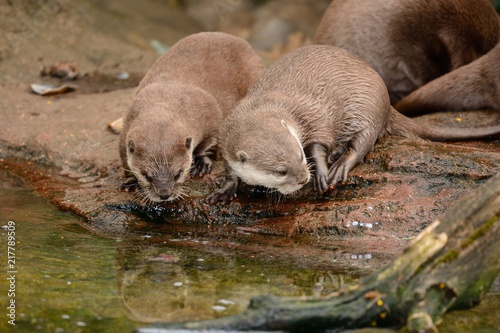 Two Asian small clawed otters (aonyx cinerea) looking into a pool of water