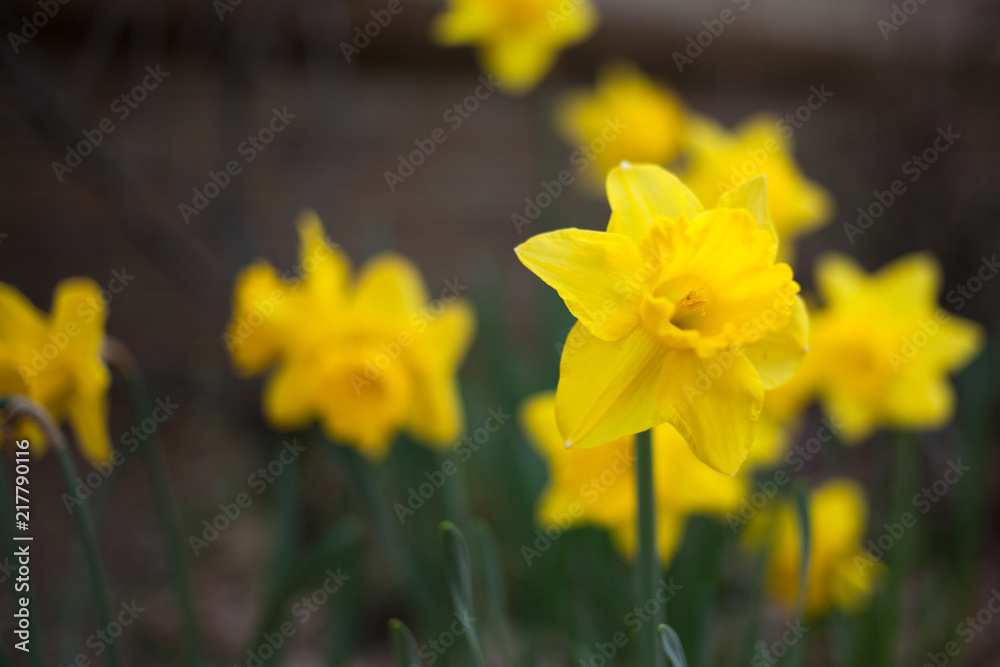Obraz premium yellow daffodils in spring
