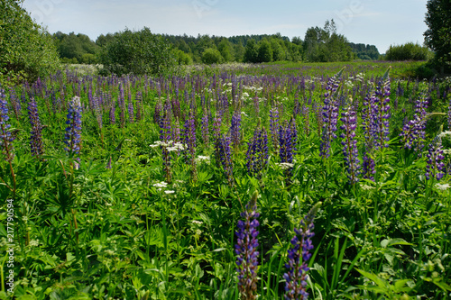 Violet lupines on the field