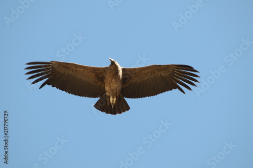 Apertura alare del Condor Andino