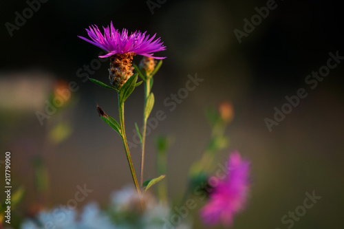 Wild flowers  nature background