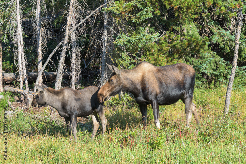 Moose calf and Cow. Shiras Moose of The Colorado Rocky Mountains Moose calf and Cow. Shiras Moose of The Colorado Rocky Mountains
