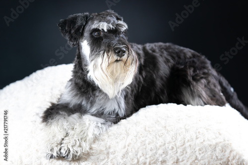 Miniature Schnauzer