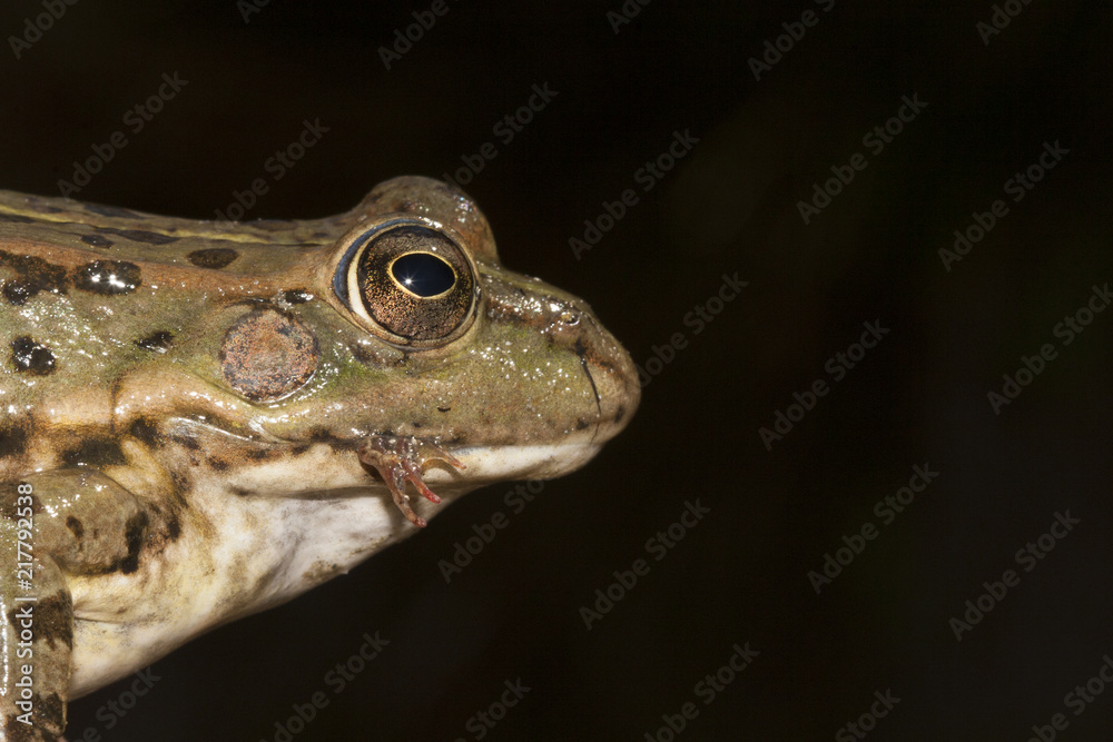 Grenouille verte Rana perezi predation sur jeune grenouille Grenouille verte Rana perezi predation sur jeune grenouille