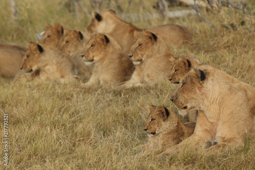 Pride of lions, Vumbura Plains, Okavango Delta, Botswana